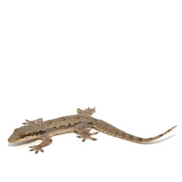 Pacific House Gecko